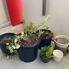 土と鉢の画像