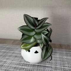 観葉植物(土不使用)トラディスカンチア