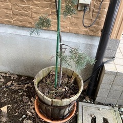 ツリーの木★木製鉢の画像