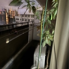 【取引終了】アボカドの木の画像