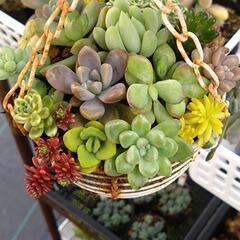 多肉寄せ植え②