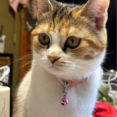 三毛猫ちゃん