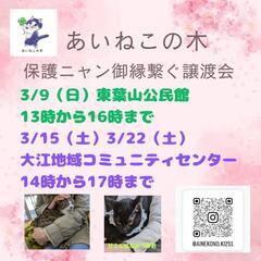 保護ニャン😺御縁繋ぐ🎀譲渡会🐾
