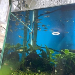 グッピーの画像