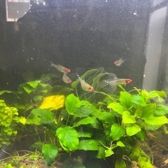 水槽セット一式　熱帯魚の画像
