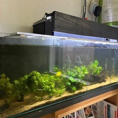 水槽セット一式　熱帯魚