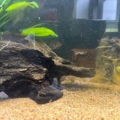 水槽セット一式　熱帯魚の画像