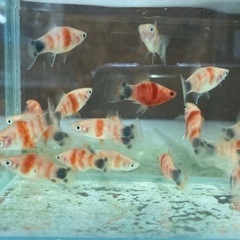 タイガーミッキーマウスプラティ 成魚10匹の画像