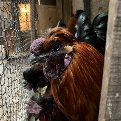 ニワトリ　オス − 山口県