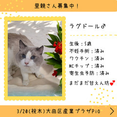里親募集中！5歳ラグドール♂(⋈◍＞◡＜◍)。✧♡