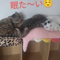 避妊手術済♡里親さんを募集します。７ヶ月位の3姉妹です。