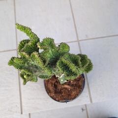 植物名：マハラジャの画像