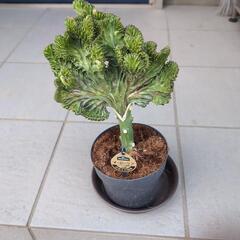 植物名：マハラジャ