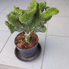 植物名：マハラジャの画像