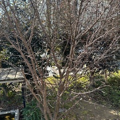 【無料】ニシキギ(三大紅葉樹) 錦木　生垣　目隠しに最適の画像