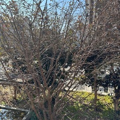 【無料】ニシキギ(三大紅葉樹) 錦木　生垣　目隠しに最適の画像