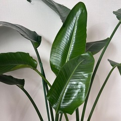 オーガスタ(観葉植物) ★キャスター鉢置き台付きの画像