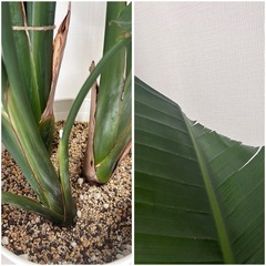 オーガスタ(観葉植物) ★キャスター鉢置き台付きの画像