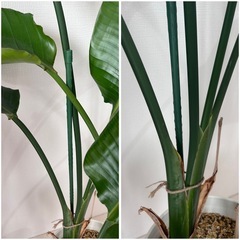 オーガスタ(観葉植物) ★キャスター鉢置き台付きの画像