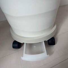 オーガスタ(観葉植物) ★キャスター鉢置き台付きの画像