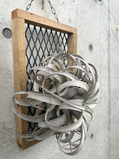 エアープランツ、キセログラフィカ大株板付 (AWA) 沖縄のその他の中古