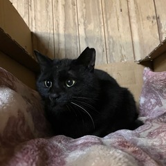 おんぷのしっぽ♪💕もっちり猫 - 川越市