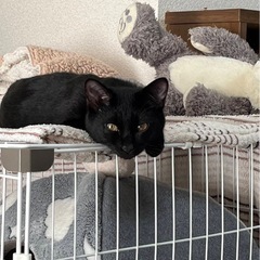 黒猫　メス　7ヶ月くらい 手術済