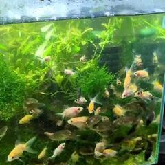 金魚稚魚