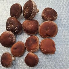 　椎茸　無人販売の画像