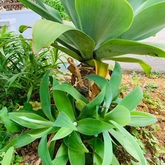 アガベ　アテナータ　子株の画像