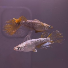 【MARIMOYA】松井五式ブラックダイヤアースアイ　1ペア　めだか MARIMOYA】松井五式ブラックダイヤアースアイ 1ペア めだか