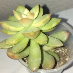 多肉植物　セダム　黄麗（オウレイ）？