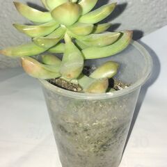 多肉植物　セダム　黄麗（オウレイ）？の画像