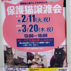 3月20日ペテモ福山店で保護猫の譲渡会