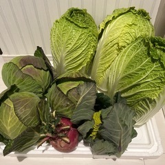 問い合わせ終了　野菜1000円セット