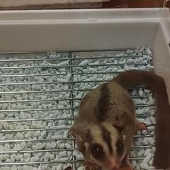 フクロモモンガ