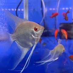 アルビノダンタムエンゼルの画像