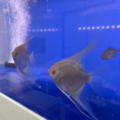 アルビノダンタムエンゼルの画像