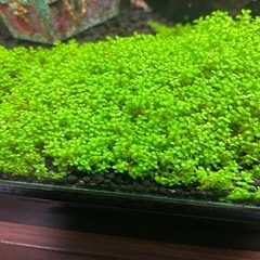 水中葉 キューバパールグラス無農薬
の画像