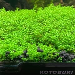 水中葉 キューバパールグラス無農薬
の画像