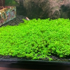 水中葉 キューバパールグラス無農薬
の画像