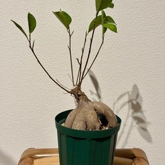 観葉植物_ガジュマル(H)