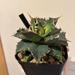 アガベ　夕映嚴龍の画像