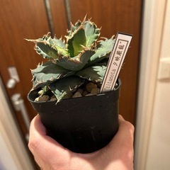 アガベ　夕映嚴龍の画像