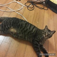 飼いやすい性格★優しい兄妹