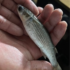 活きボラ