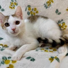 ３月8日（土）🏵️🌟ひな祭り🌟🏵️三鷹で猫の譲渡会　キジ白　女の...