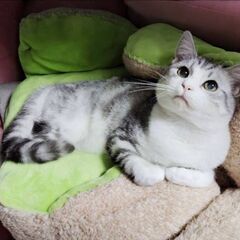 ３月8日（土）🏵️🌟ひな祭り🌟🏵️三鷹で猫の譲渡会　キジ白グレー...