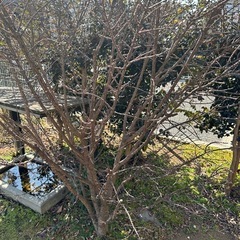 【無料】ニシキギ(三大紅葉樹) 錦木　生垣　目隠しに最適の画像