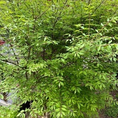 【無料】ニシキギ(三大紅葉樹) 錦木　生垣　目隠しに最適の画像